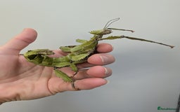Stick Insects invertebrates for sale: Macleay's/ giant pricklies (Extatosoma tiaratum) - Image 1