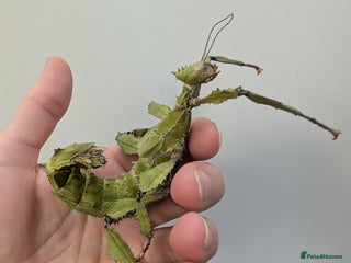 Stick Insects invertebrates - Advert 8