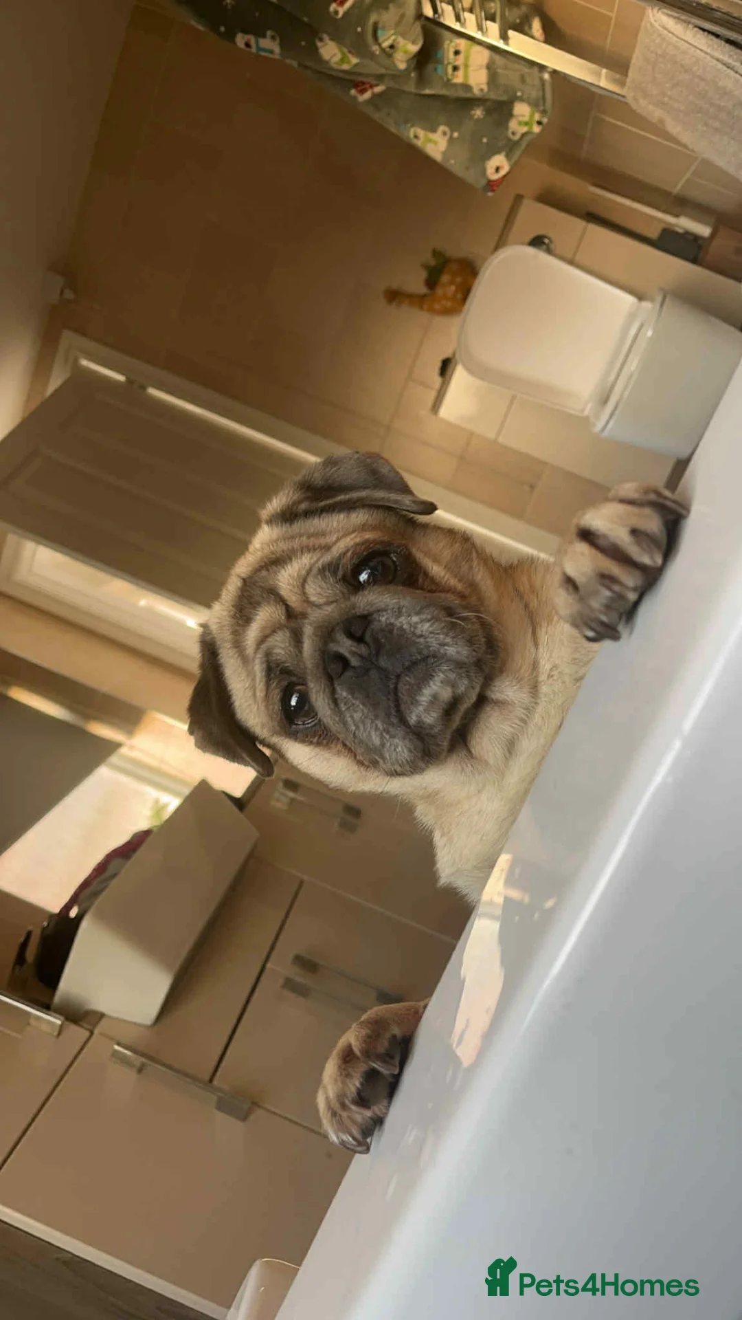 Pug dogs for sale: Male and female pug  - Advert 3