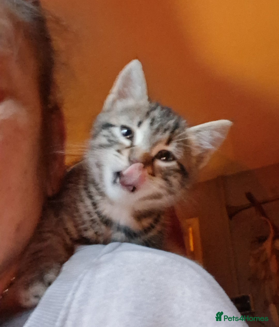 Mixed Breed cats for sale: ⭐️⭐️Stunning Russian Blue X Bengal Kittens ⭐️⭐️⭐️ - Advert 23