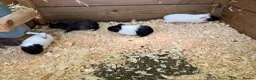 Guinea Pig rodents for sale: Baby female guinea pigs - Advert 2