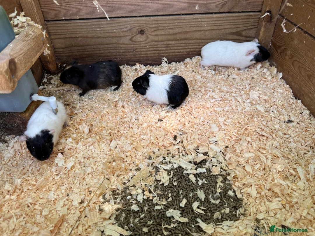 Guinea Pig rodents for sale: Baby female guinea pigs - Advert 2