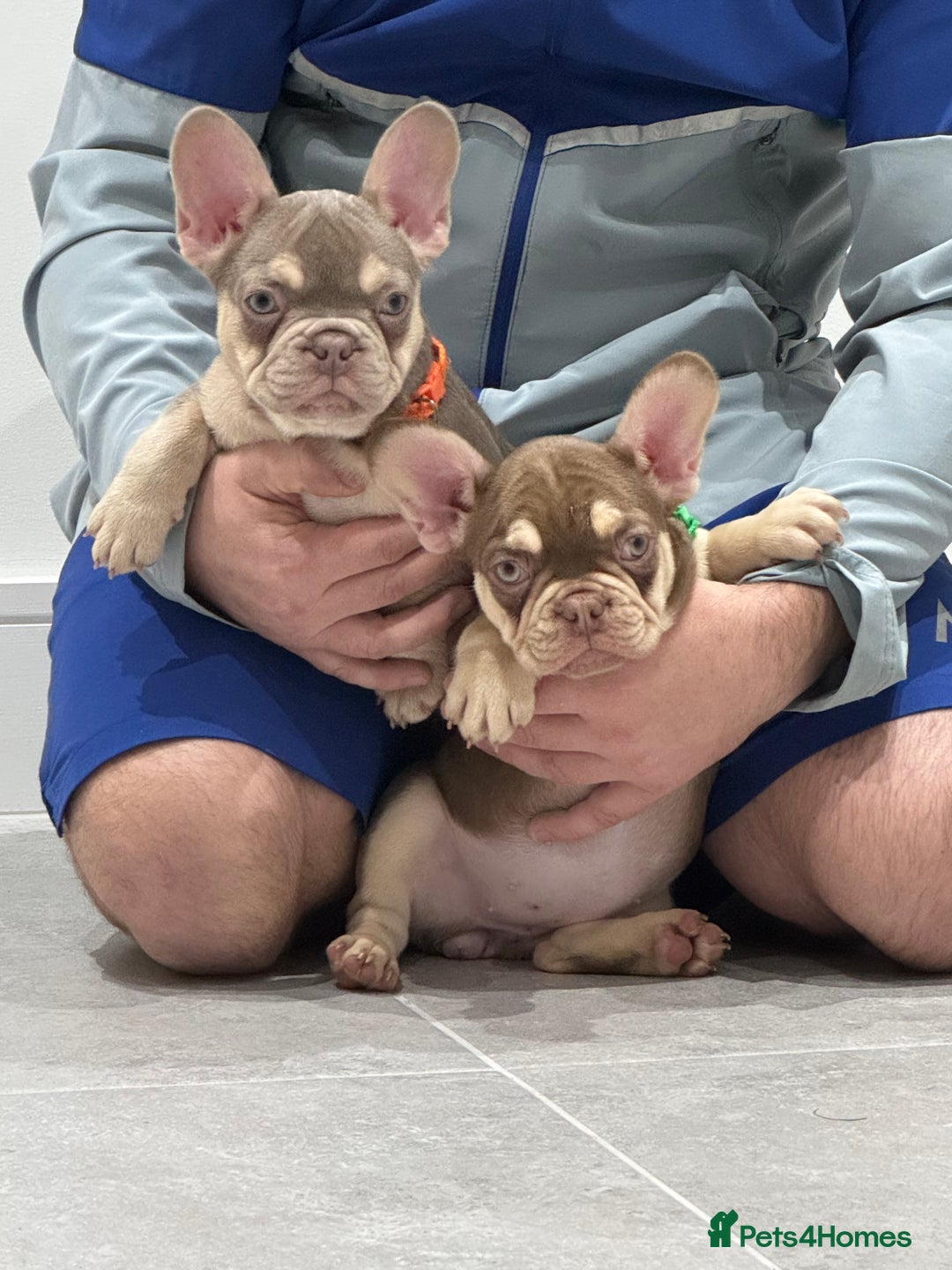 French Bulldog dogs for sale: French bulldog  - Advert 7