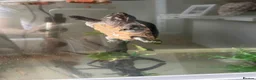 Turtle reptiles for sale: Common Musk Turtle in Clacton-on-Sea - Advert 1