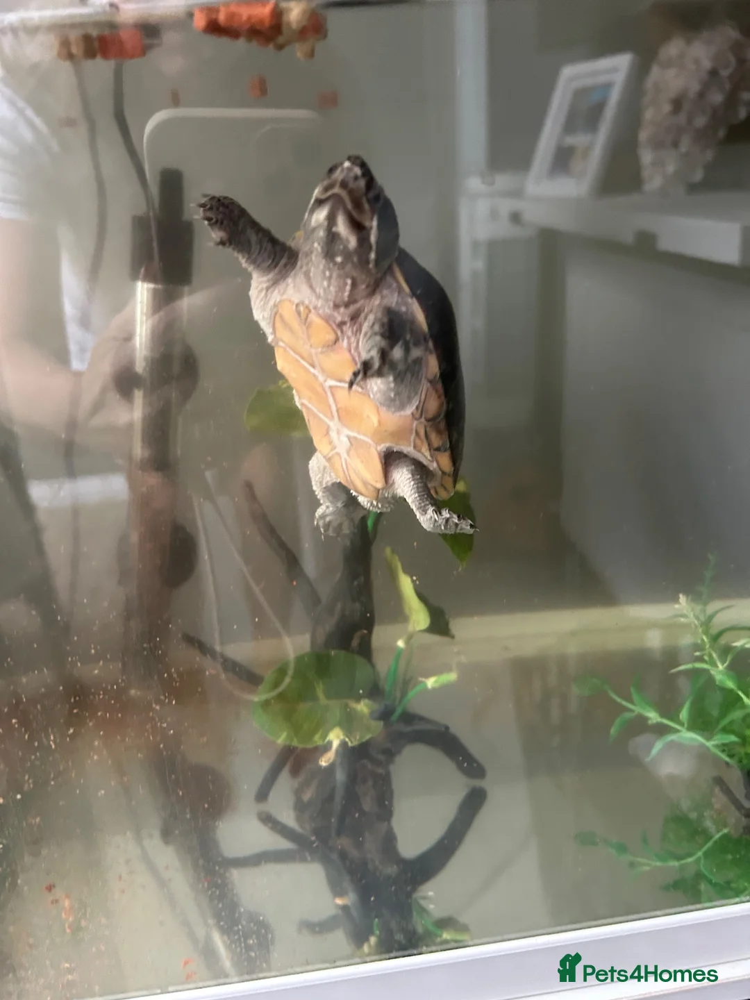Turtle reptiles for sale: Common Musk Turtle in Clacton-on-Sea - Advert 1