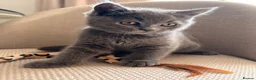 British Shorthair cats for sale: 🩵 BSH Blue Kittens 🩵 Ready Now 🩵 - Advert 13