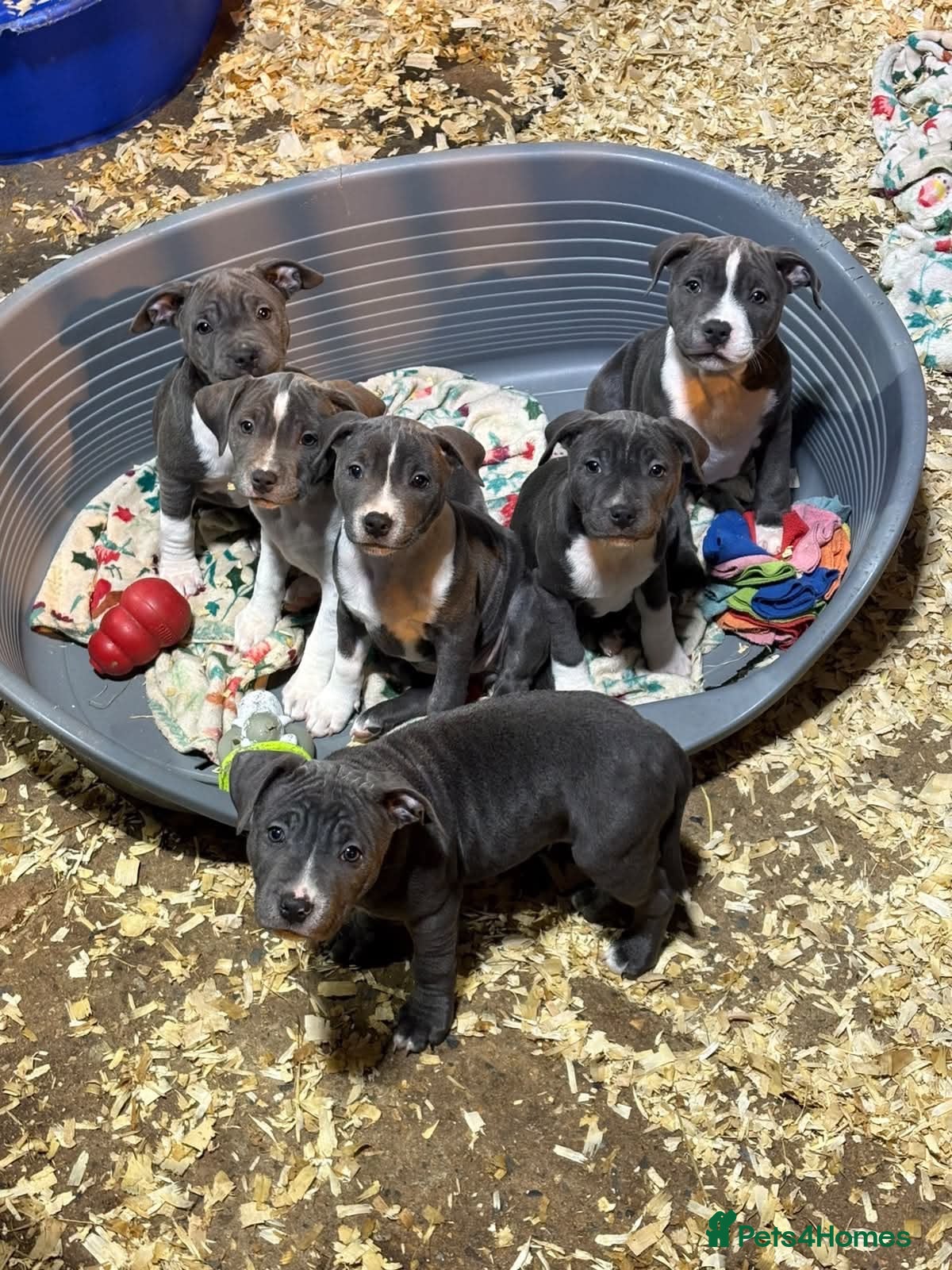 Staffordshire Bull Terrier dogs Lovely Staffordshire Bull Terrier Pups - Advert 1