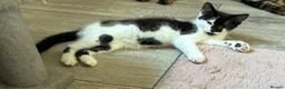 British Shorthair cats for sale: 2 adorable sisters - Advert 10