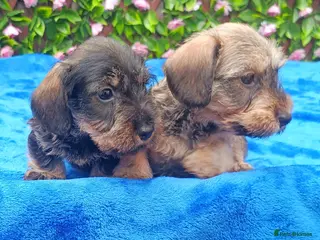 Dachshund dogs MINI WIRE DAXI KC REG LAFORA CLEAR - Advert 7