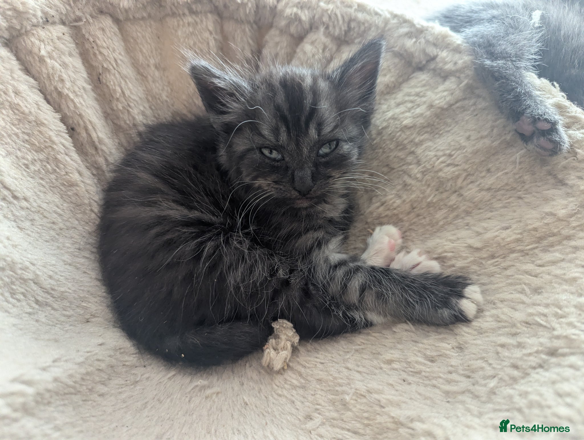 Mixed Breed cats for sale: Beautiful half ragdoll kittens  - Advert 4