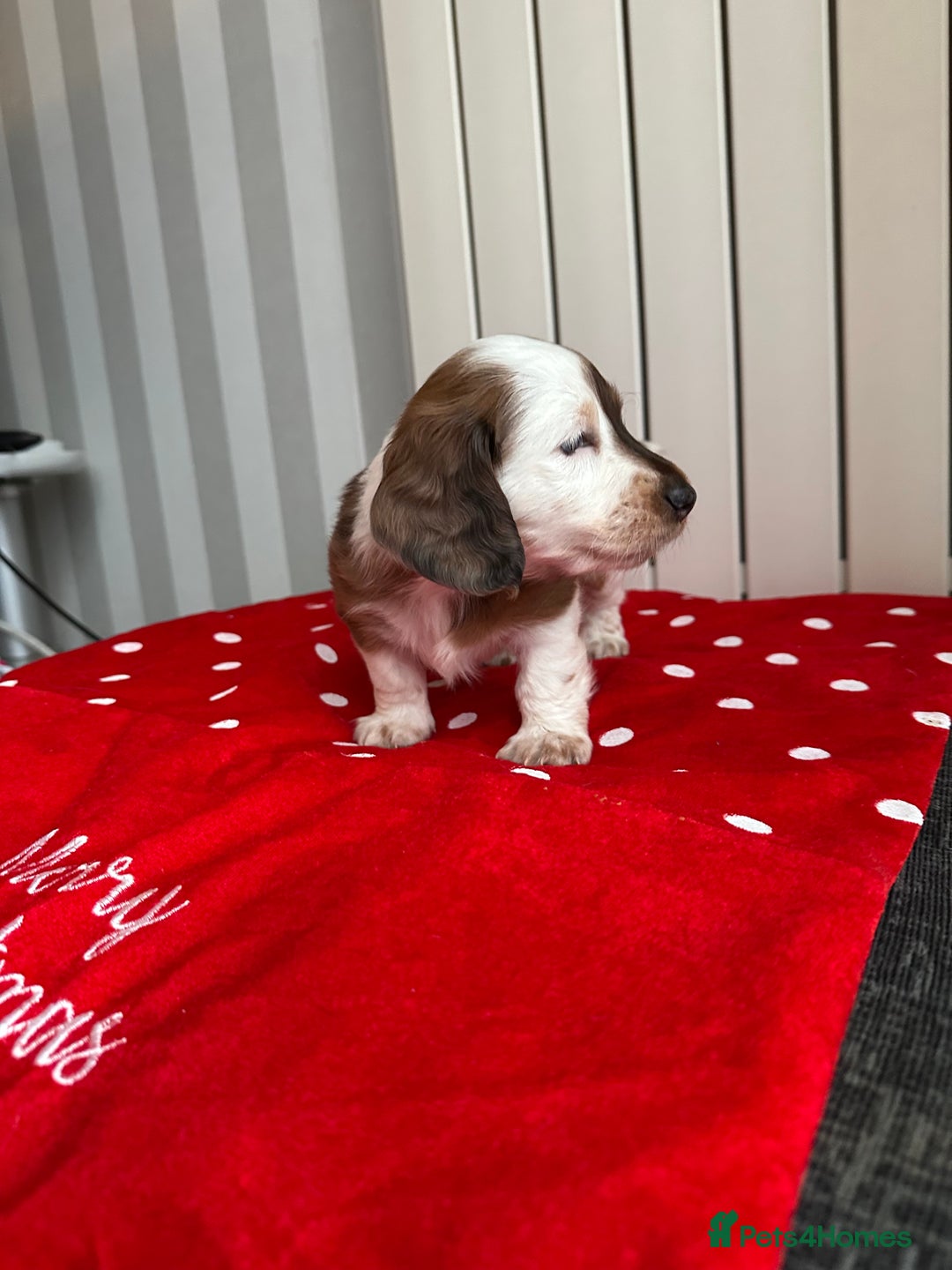 Miniature Dachshund dogs for sale: Miniature Dachounds  - Advert 13