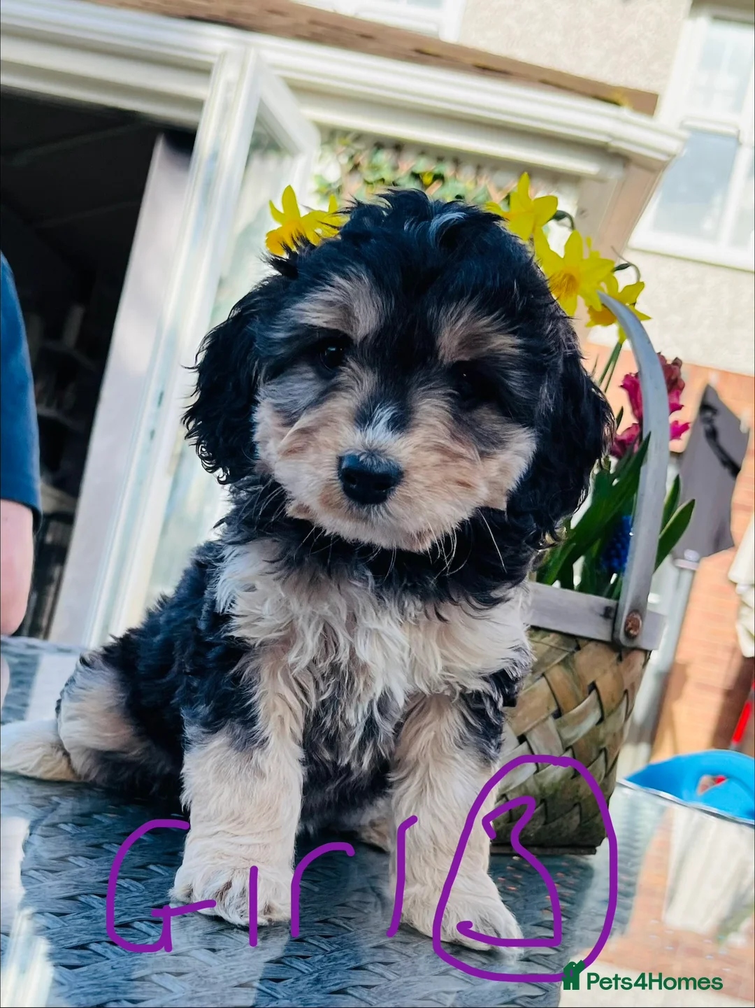 Cockapoo dogs for sale: F1 show type cockapoos (pra clear) - Advert 2