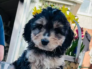 Cockapoo dogs F1 show type cockapoos (pra clear) - Advert 4