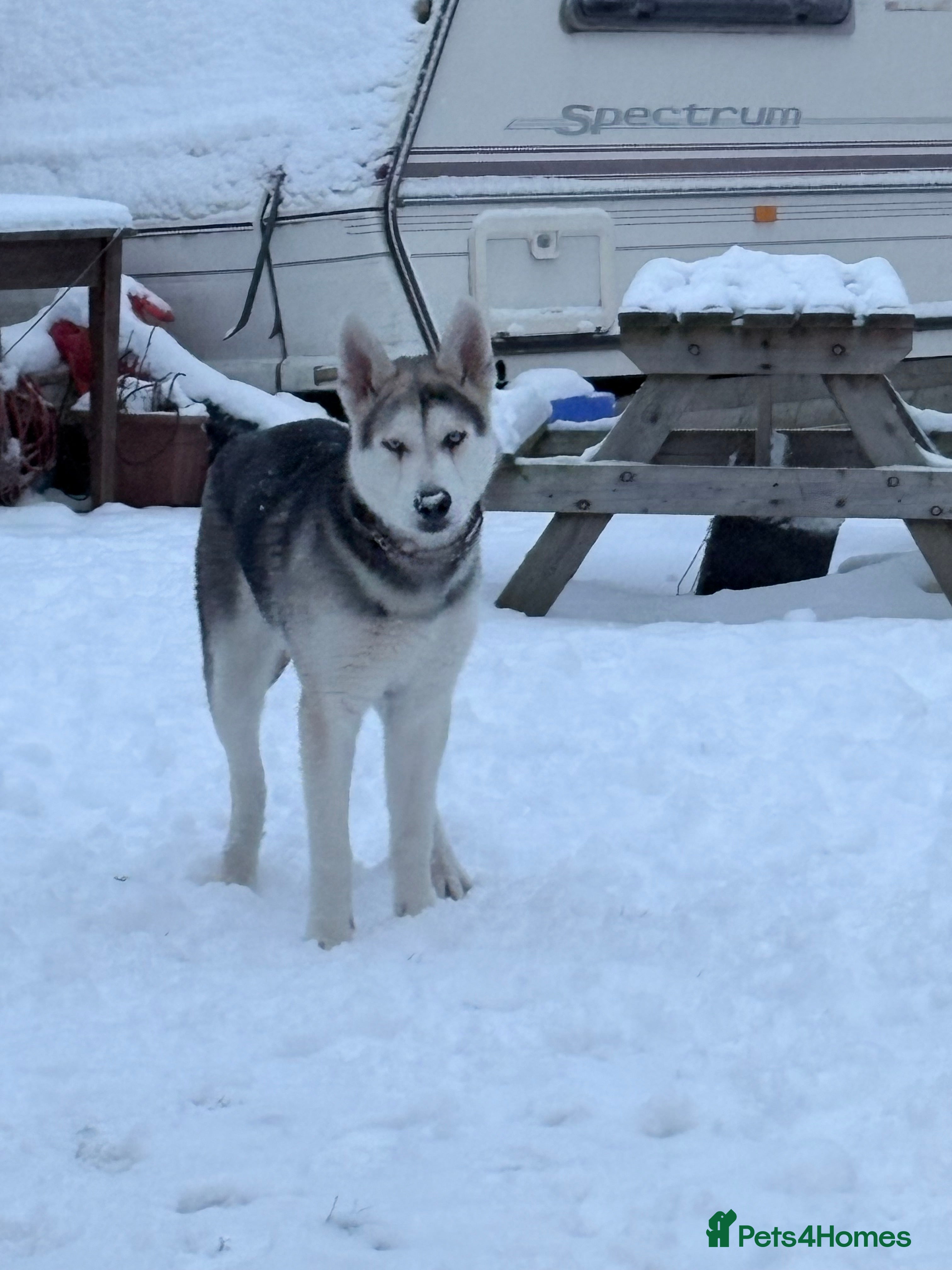 Shepsky dogs Storm husky cross German Shepard - Advert 1