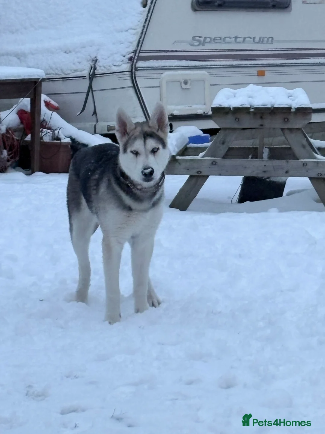 Shepsky dogs for sale: Storm husky cross German Shepard - Advert 1