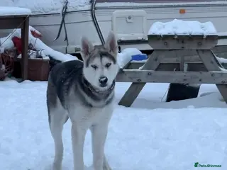 Shepsky dogs Storm husky cross German Shepard - Advert 11