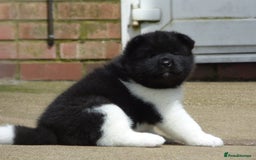 Akita dogs for sale: Quality Akita Babies (& KC Registered) - Image 9