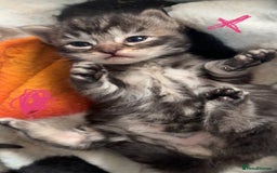 Mixed Breed cats for sale: Beautiful ragdoll x babies  in Ellesmere Port - Image 19