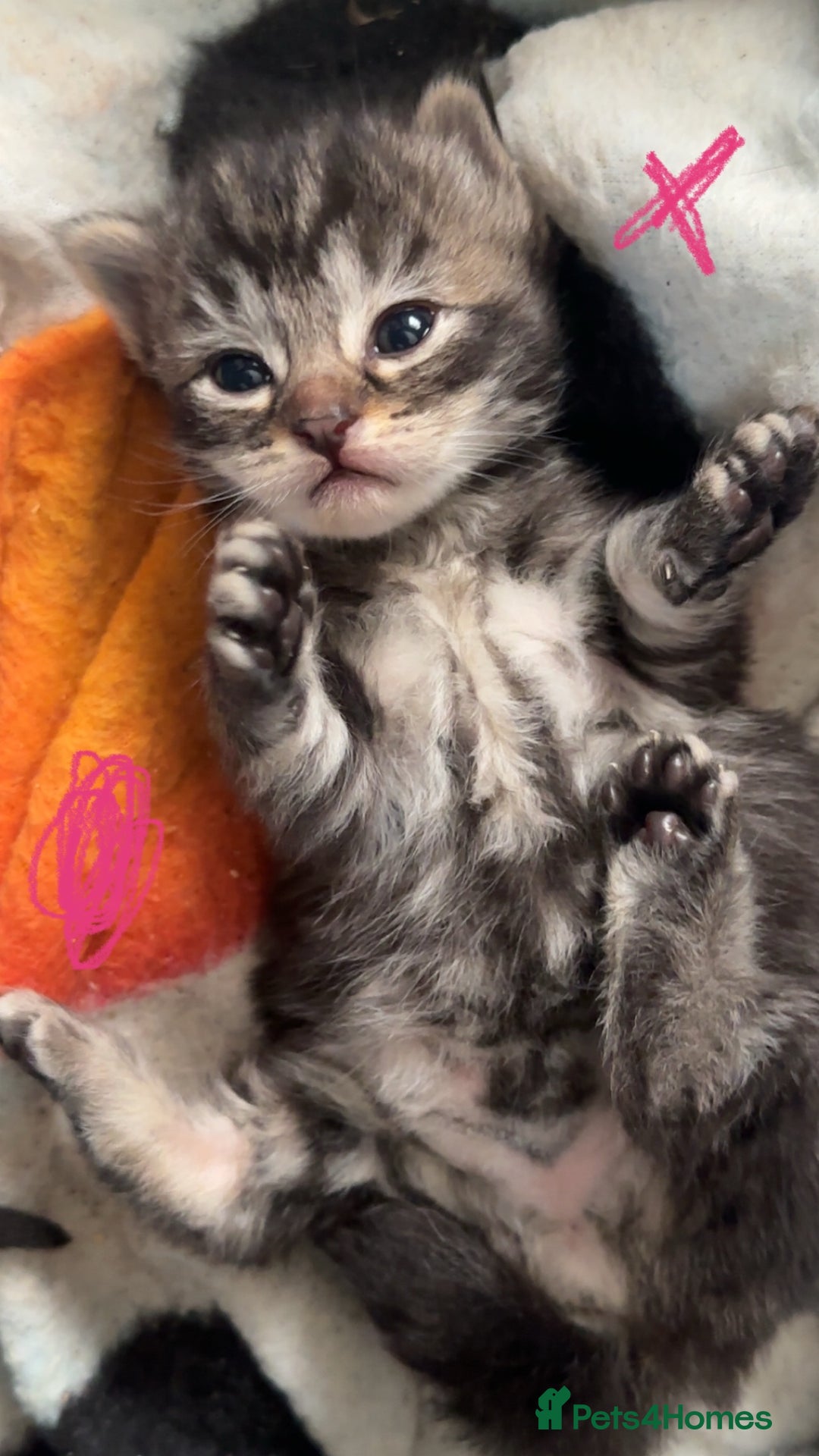 Mixed Breed cats for sale: Beautiful ragdoll x babies  in Ellesmere Port - Image 19