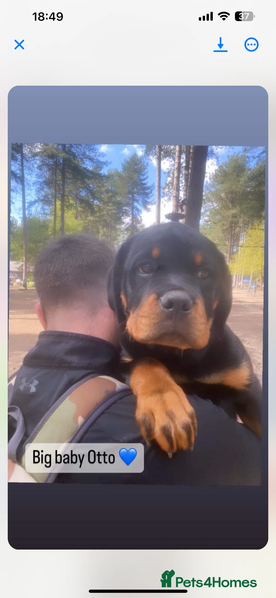 Rottweiler dogs for stud: Serbian Import - OTTO for stud  in Doncaster - Advert 10