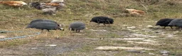 Guinea Fowl poultry for sale: Guinea Fowl - Advert 11