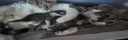 Mixed Breed cats for sale: Gorgeous bengal cross kittens. - Advert 10