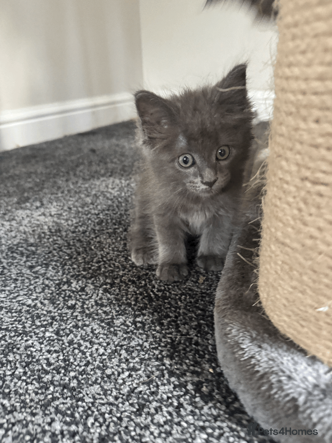Maine Coon cats for sale: Adorable MaineCoon Ragdoll Cross Kittens Ready Now - Image 13