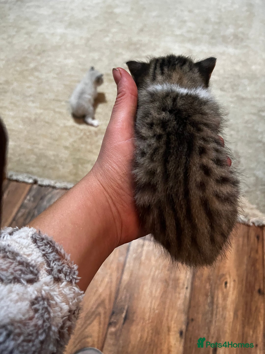 Mixed Breed cats for sale: Kittens for sale - Image 13