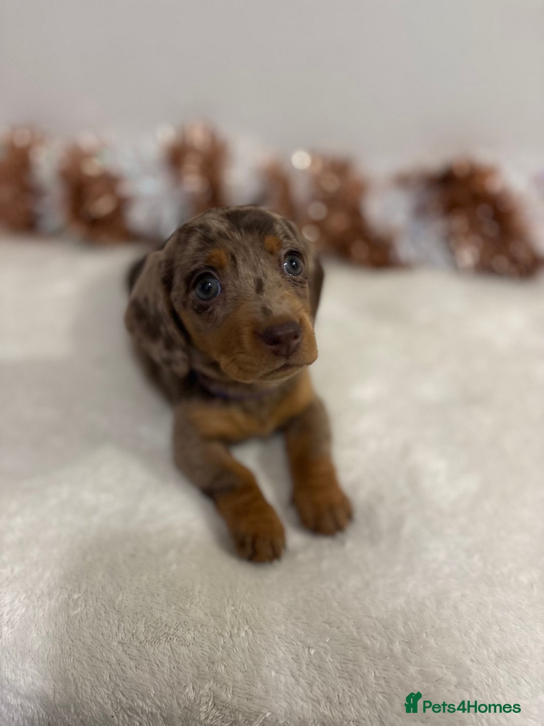 Miniature Dachshund dogs for sale: Miniature Dachshund Pups  - Advert 16