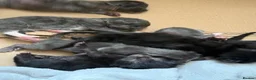 Mixed Breed cats for sale: 7 beautiful babies  - Advert 9
