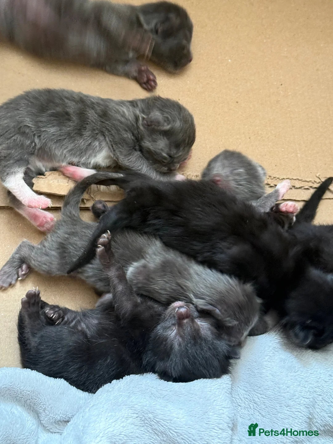 Mixed Breed cats for sale: 7 beautiful babies  - Advert 9