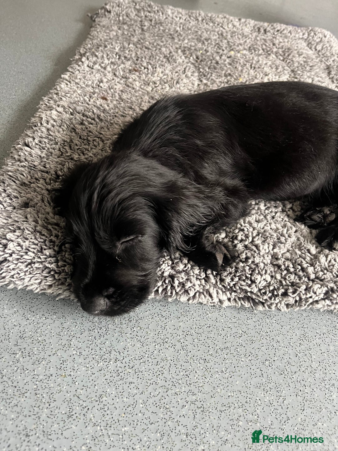 Cocker Spaniel dogs for sale: 11 week old male cocker spaniel  - Image 3