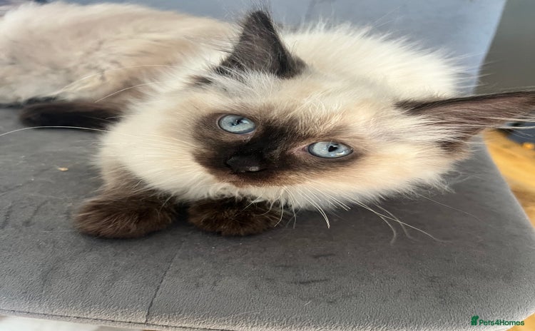 Ragdoll cats - Advert 1