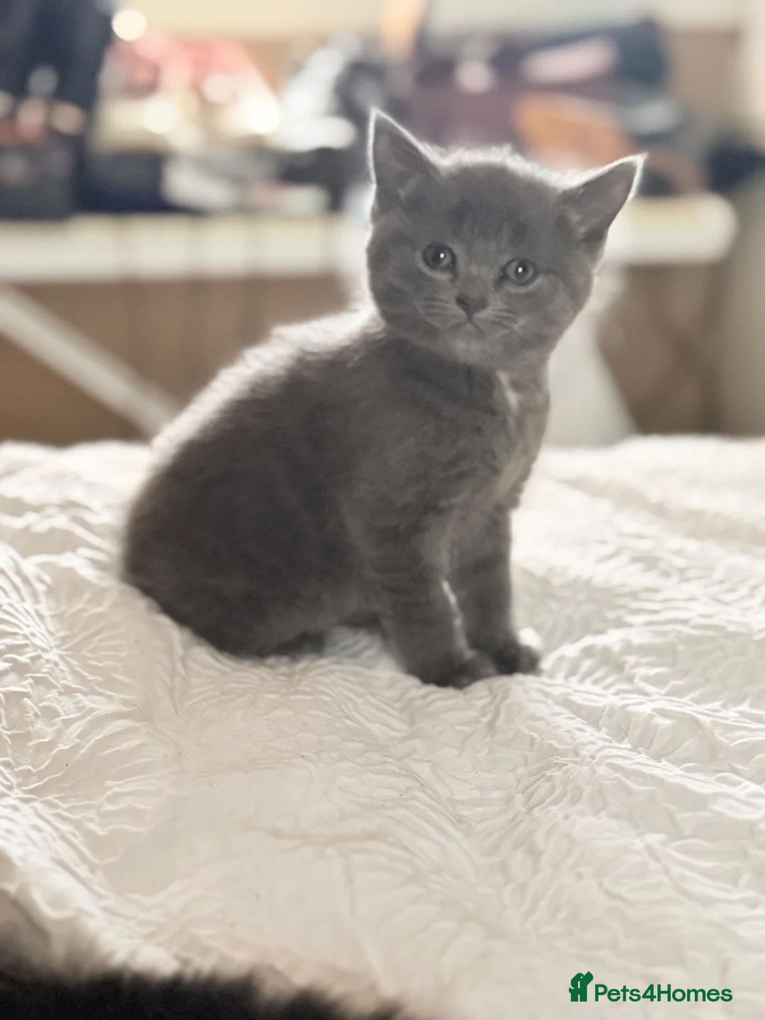 RagaMuffin cats for sale: Fluffy Ragamuffin Kittens - Advert 2