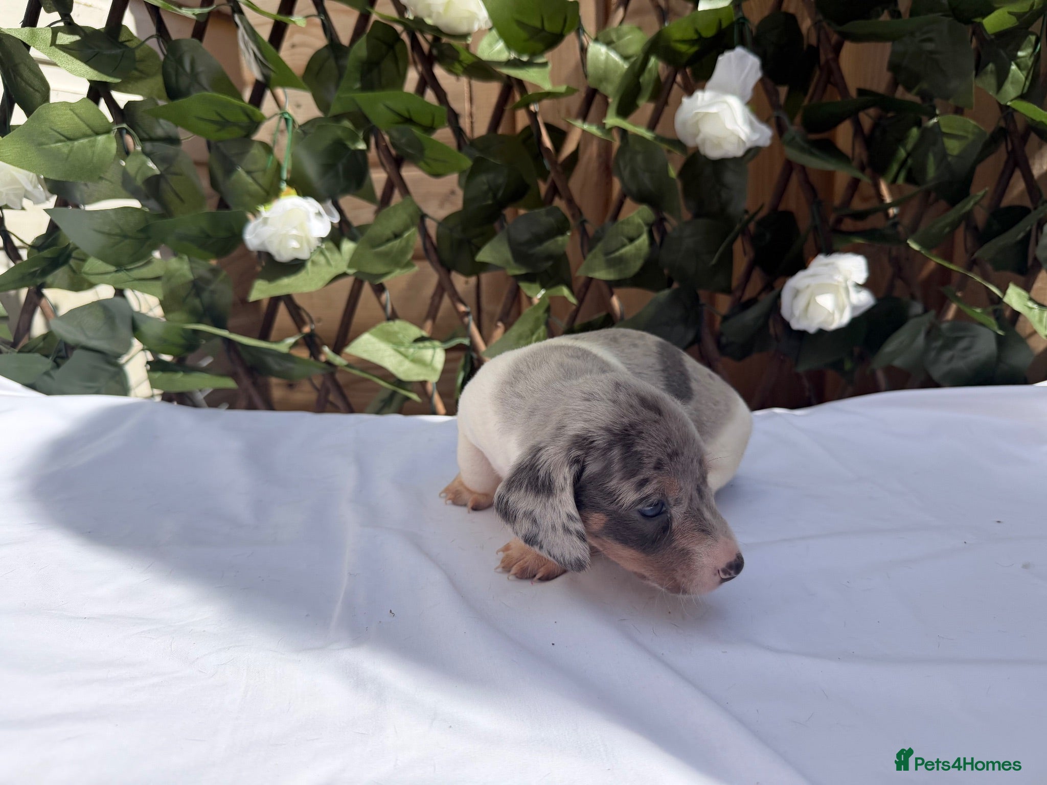 Miniature Dachshund dogs KC MINIATURE DACHSHUNDS DAPPLE  - Advert 2