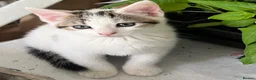 Mixed Breed cats for sale: 6 Lovely Kittens for sale  - Advert 33