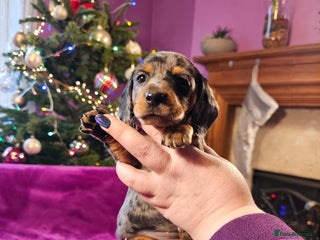 Miniature Dachshund dogs Dapple Piebald Miniature Dachshund Puppies - Advert 3