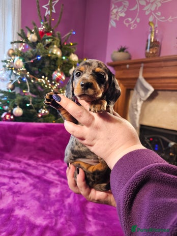 Miniature Dachshund dogs Dapple Piebald Miniature Dachshund Puppies - Advert 15