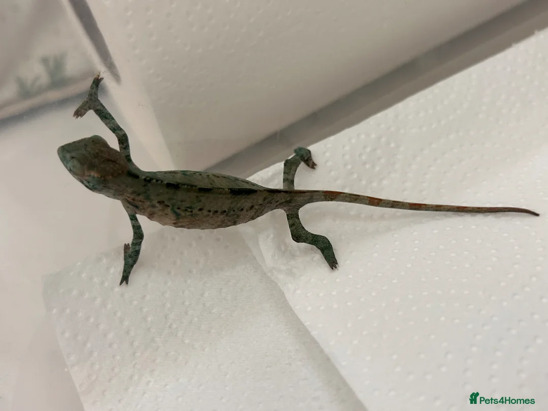 Chameleon reptiles for sale: Blue Ambanja Panther Chameleons  - Advert 22