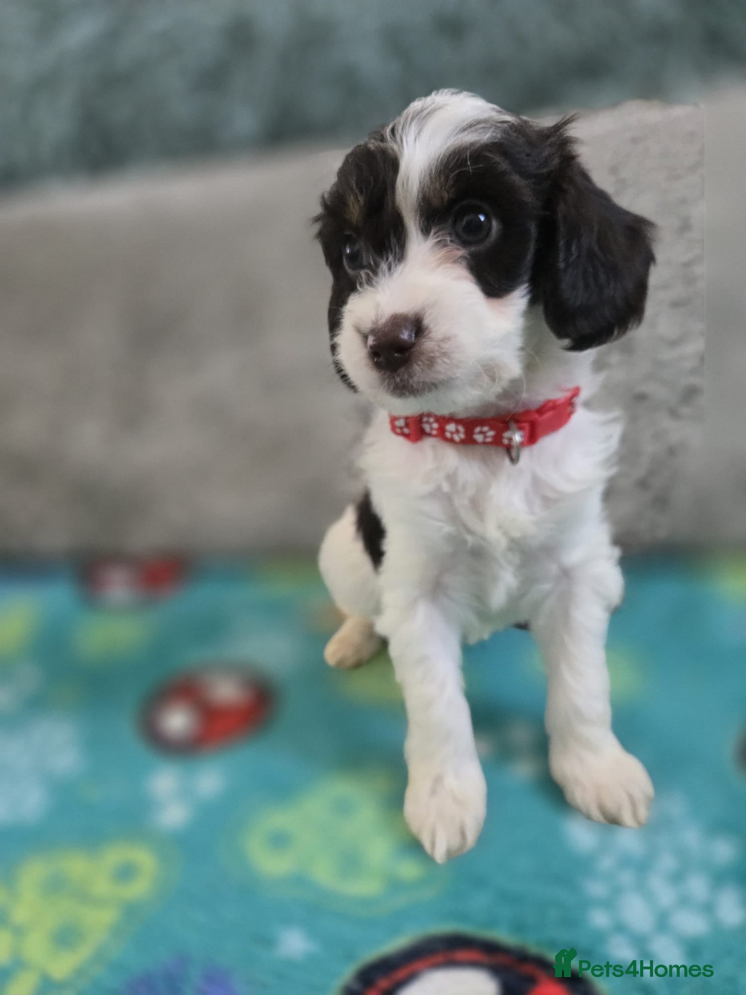 Cockapoo dogs Gorgeous Cockapoo litter - Advert 7