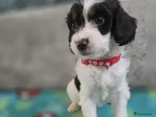 Cockapoo dogs Gorgeous Cockapoo litter - Advert 7