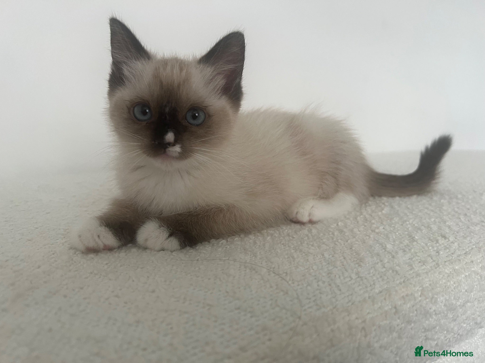Ragdoll cats Ragdoll Female Kitten  - Advert 1