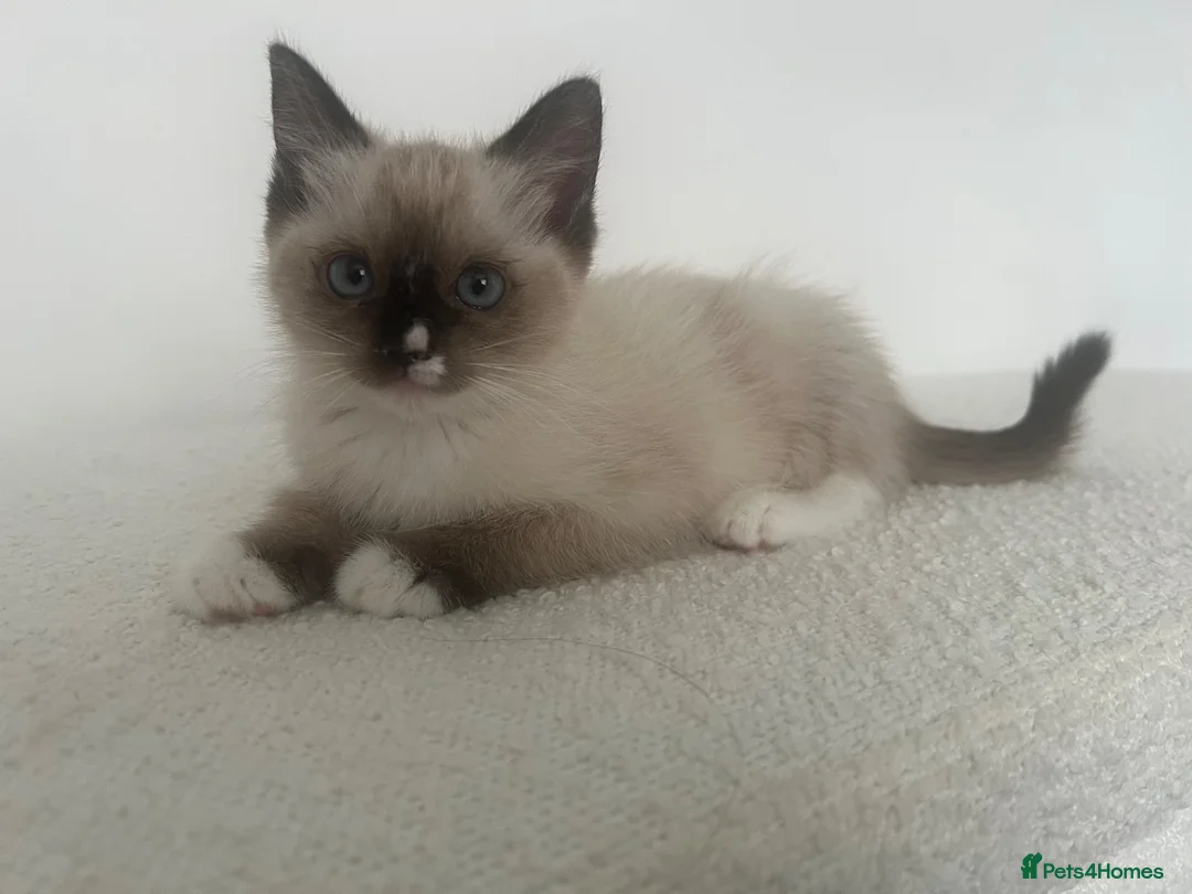 Ragdoll cats for sale: Ragdoll Female Kitten  - Advert 1