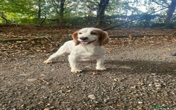 Cocker Spaniel dogs for sale: Beautiful KC Roan Working  Cocker Puppies - Image 6
