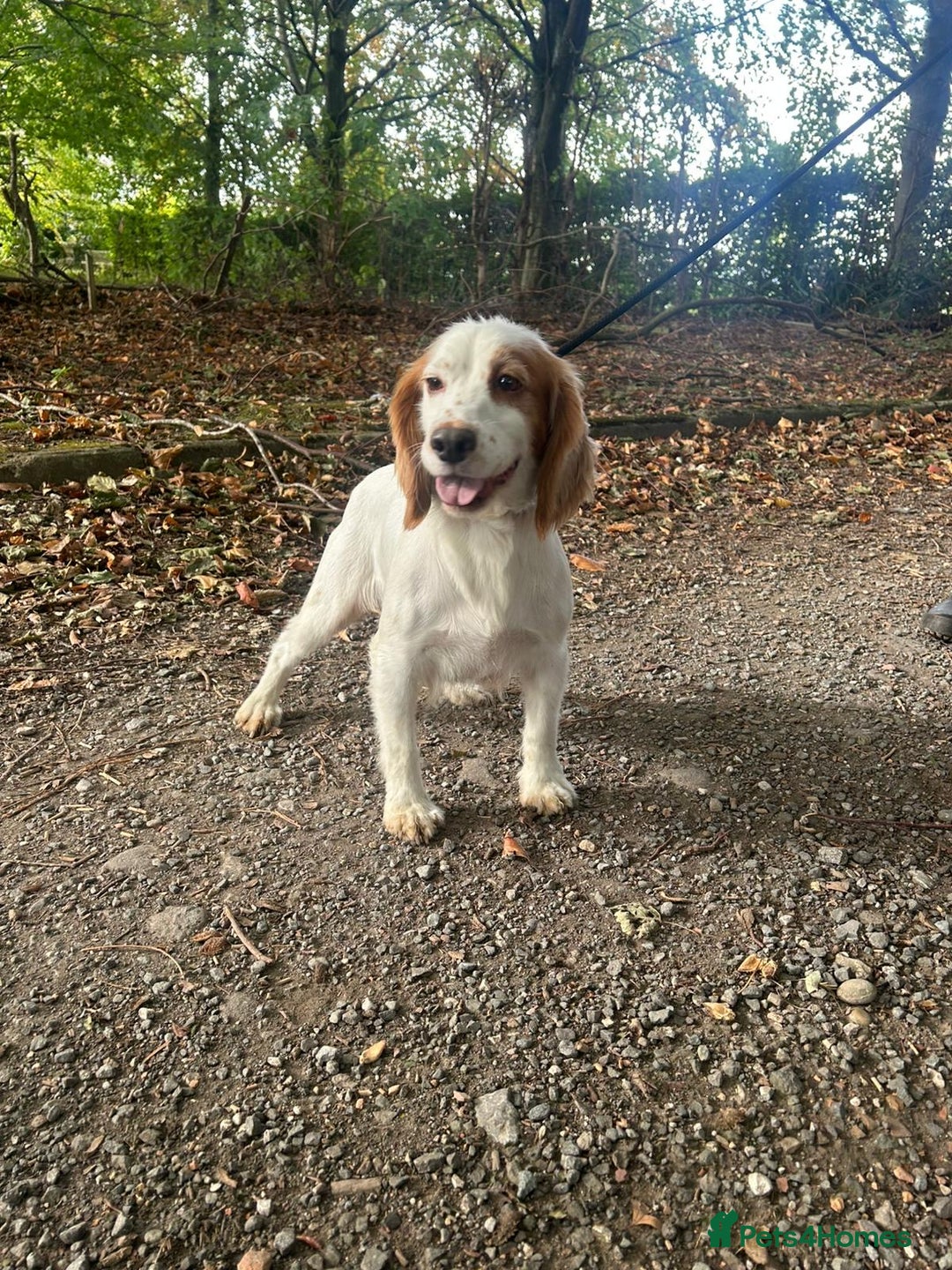 Cocker Spaniel dogs for sale: Beautiful KC Roan Working  Cocker Puppies - Image 6
