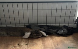 French Lop rabbits for sale: Meet Reggie and Pepper - Image 5