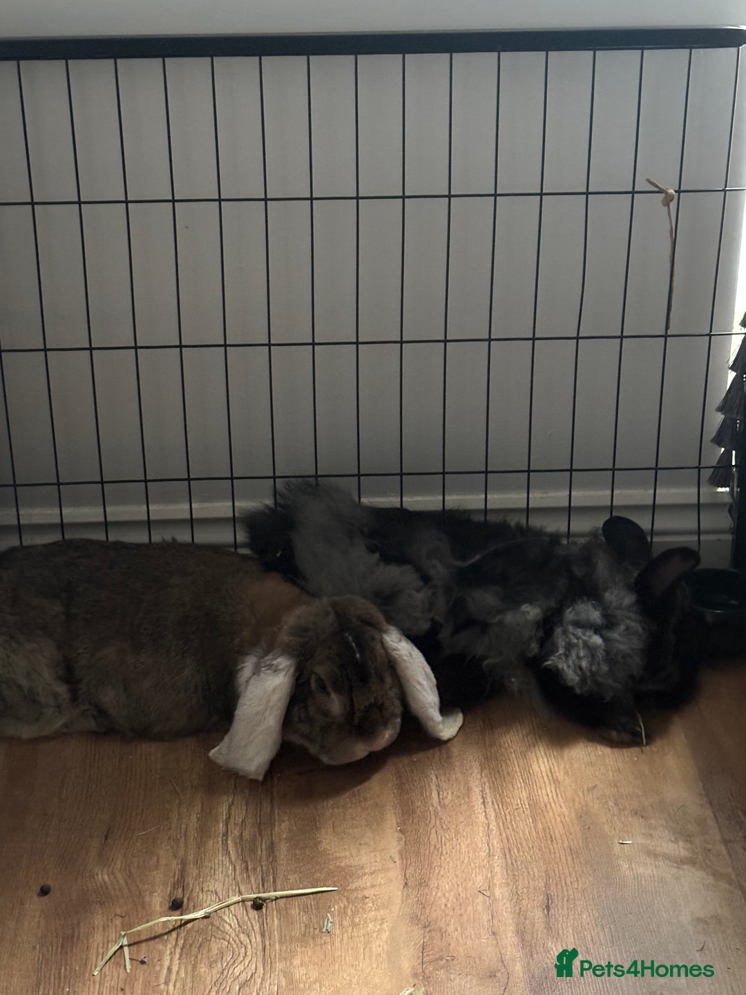 French Lop rabbits for sale: Meet Reggie and Pepper - Image 5