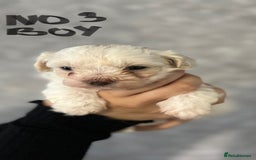 Maltipoo dogs for sale: 4 Beautiful Maltipoos for SALE  - Image 3