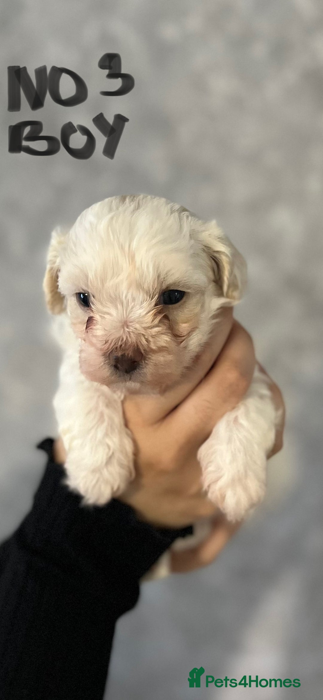 Maltipoo dogs for sale: 4 Beautiful Maltipoos for SALE  - Image 3