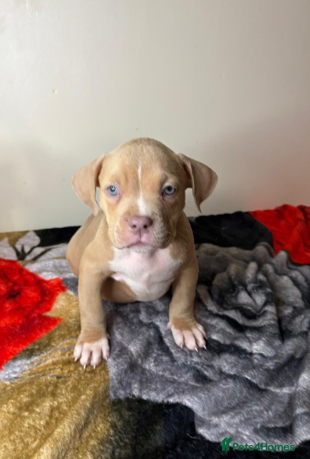 American Bully dogs Quality pocket bullies ready for forever homes - Advert 2